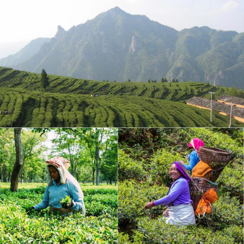 single-origin-tea-tra-don-vung-trong-la-gi