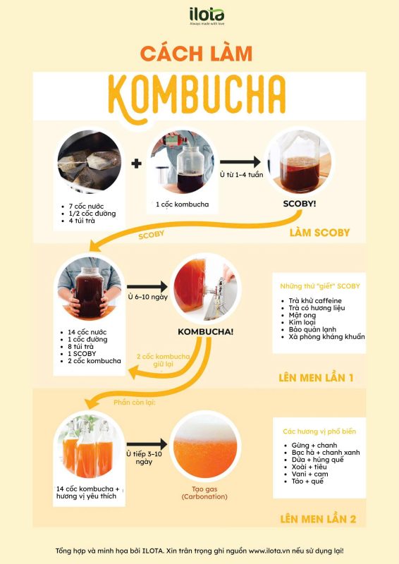 nuoi-scoby-lam-kombucha-trai-cay-tra-xanh-hong-tra