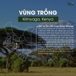 ca-phe-kenya-kirinyaga