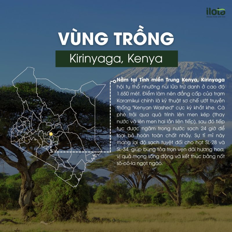 ca-phe-kenya-kirinyaga