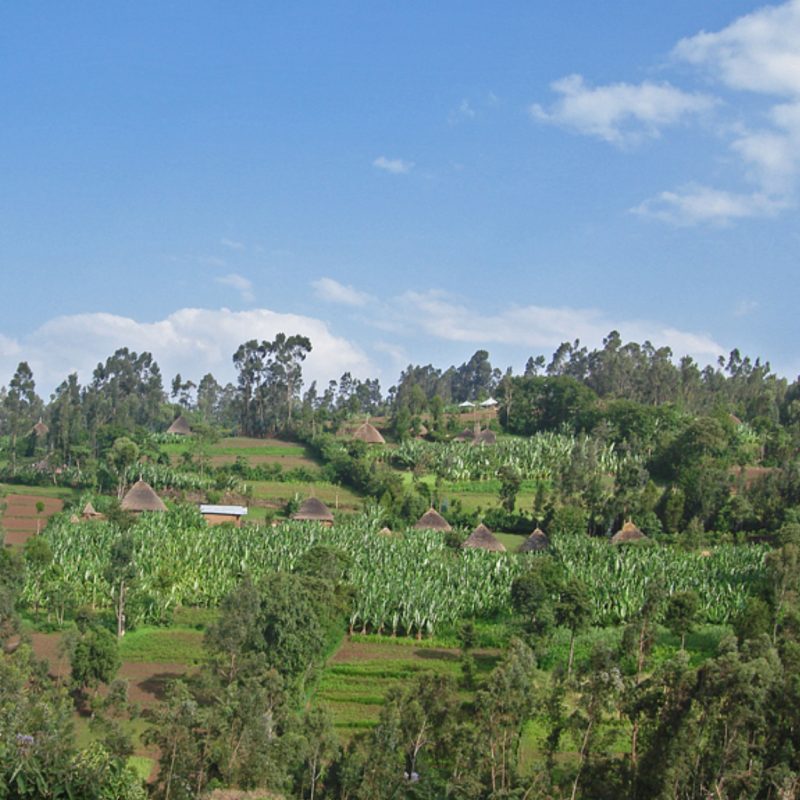 mo-hinh-garden-coffee-canh-tac-cua-nguoi-oromo