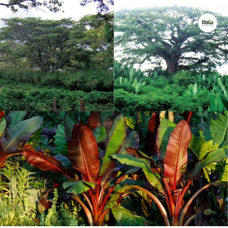 mo-hinh-garden-coffee-canh-tac-cua-nguoi-oromo