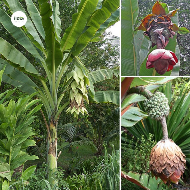 mo-hinh-garden-coffee-canh-tac-cua-nguoi-oromo