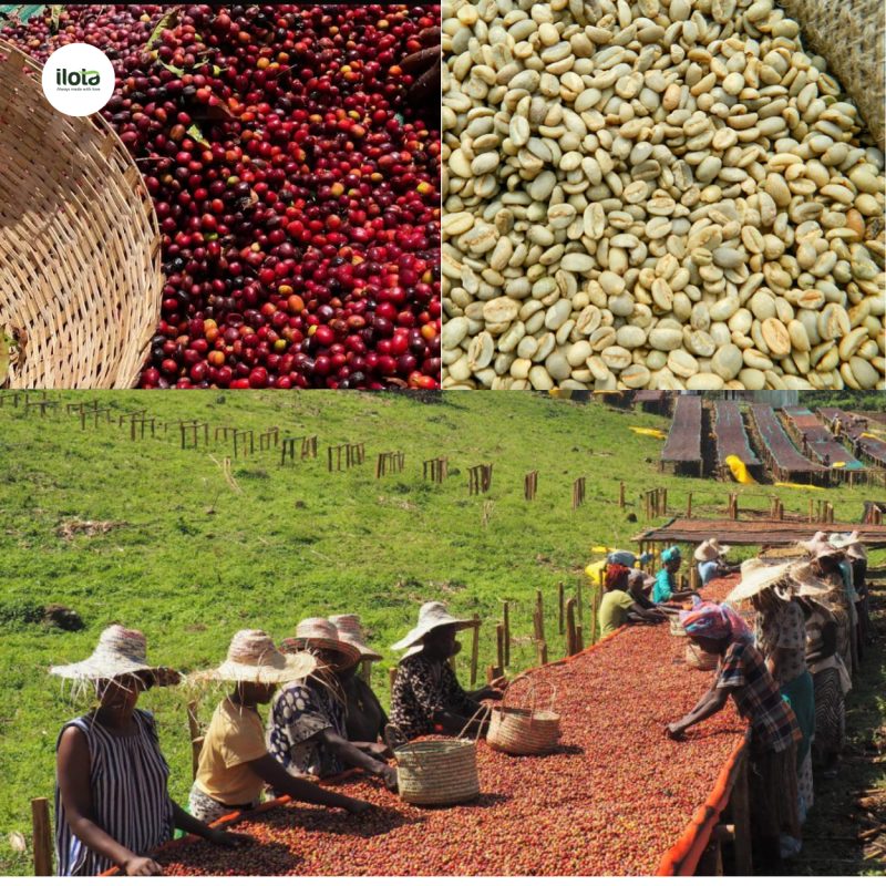 mo-hinh-garden-coffee-canh-tac-cua-nguoi-oromo