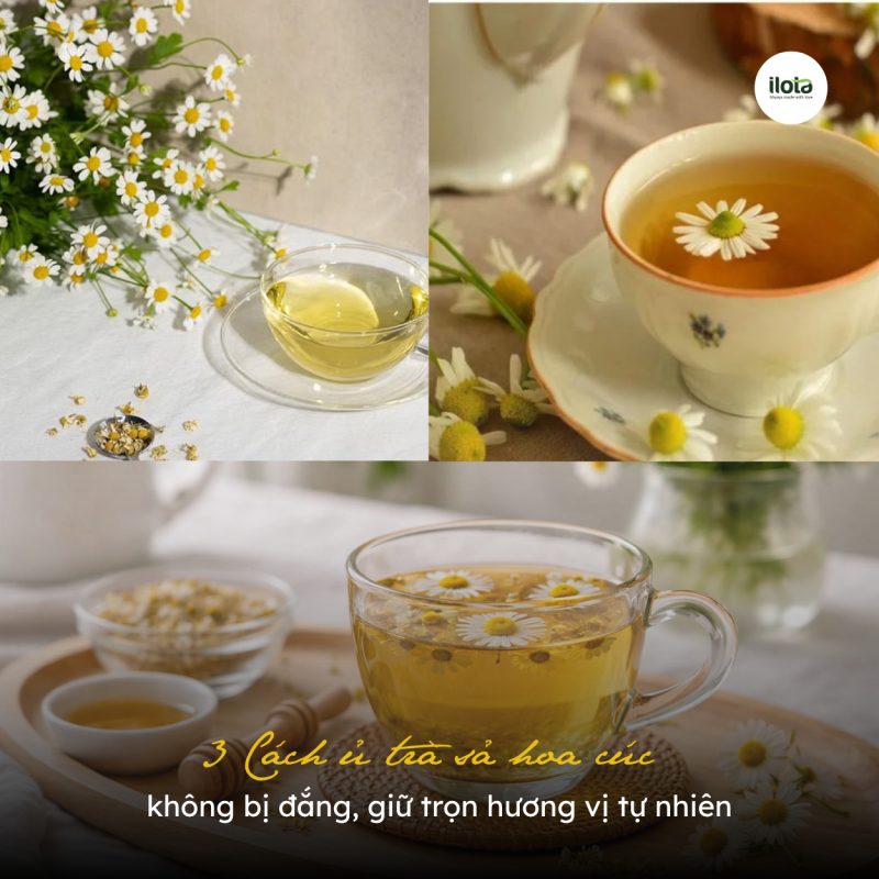 3-cach-u-tra-sa-hoa-cuc-khong-bi-dang