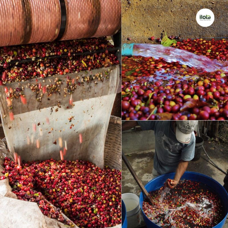 so-che-uot-la-gi-va-huong-vi-hoa-co-ca-phe-arabica