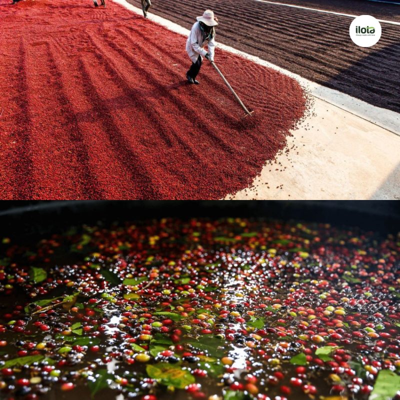 so-che-uot-la-gi-va-huong-vi-hoa-co-ca-phe-arabica
