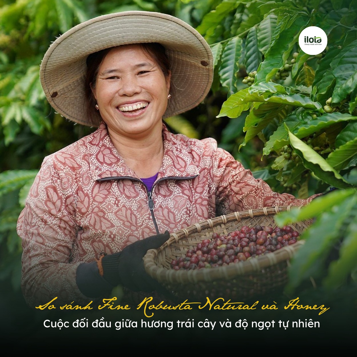 so-sanh-fine-robusta-natural-va-honey