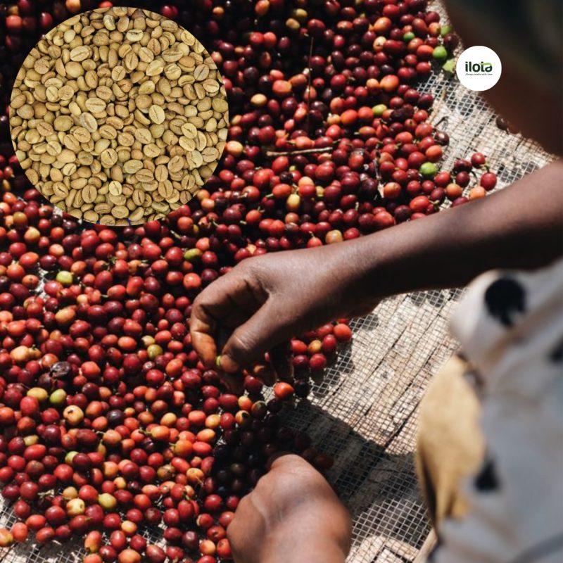 so-sanh-fine-robusta-natural-va-honey