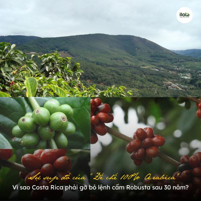 vi-sao-costa-rica-go-bo-lenh-cam-robusta-sau-30-nam