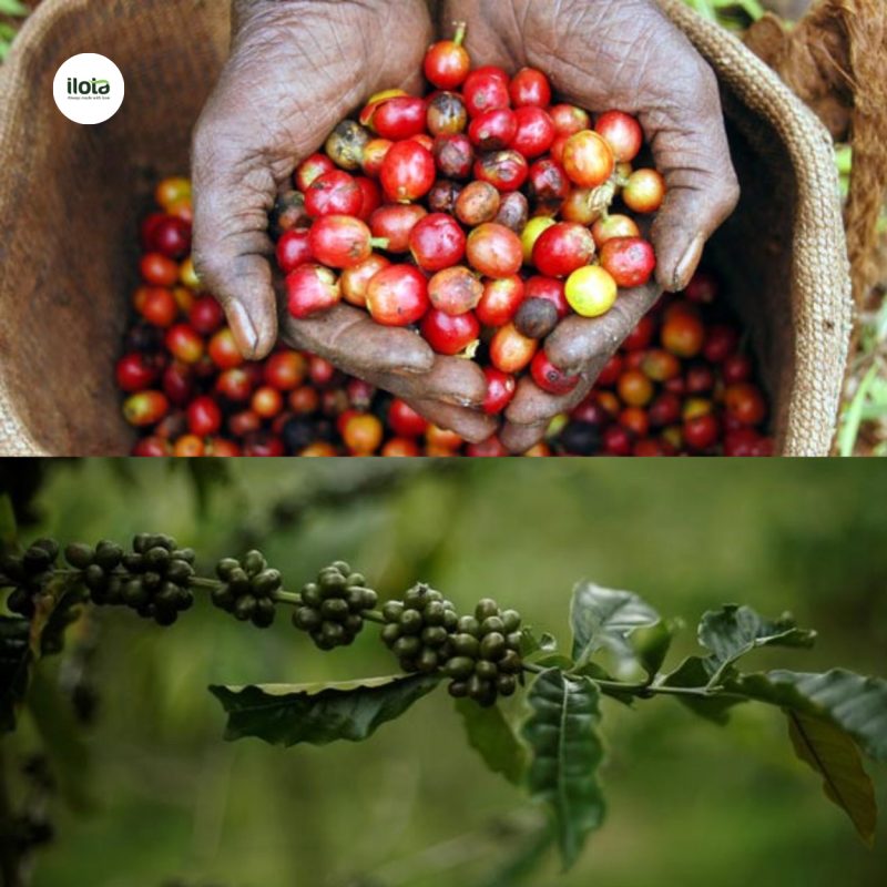 vi-sao-costa-rica-go-bo-lenh-cam-robusta-sau-30-nam