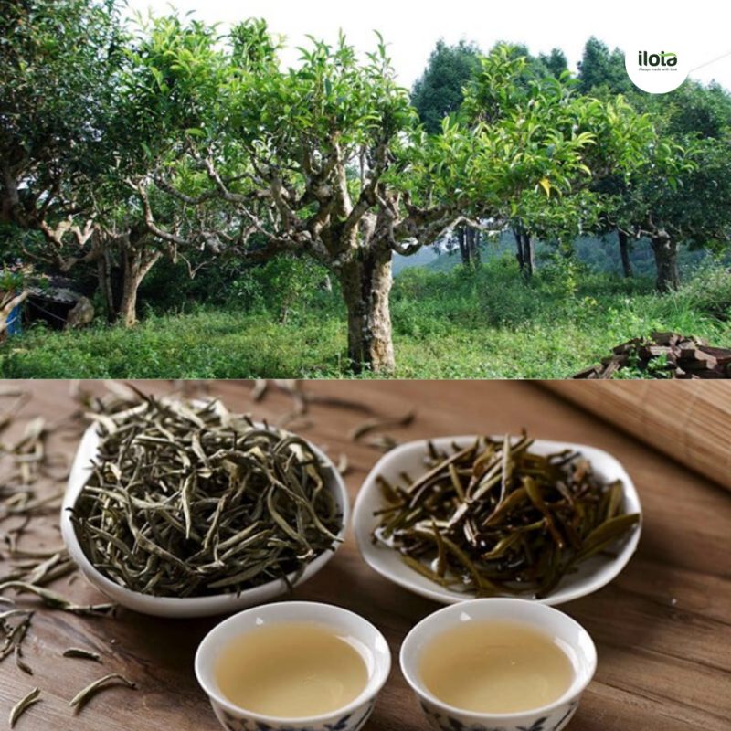 4-dong-tra-shan-tuyet-co-thu-pho-bien-tinh-hoa-tra