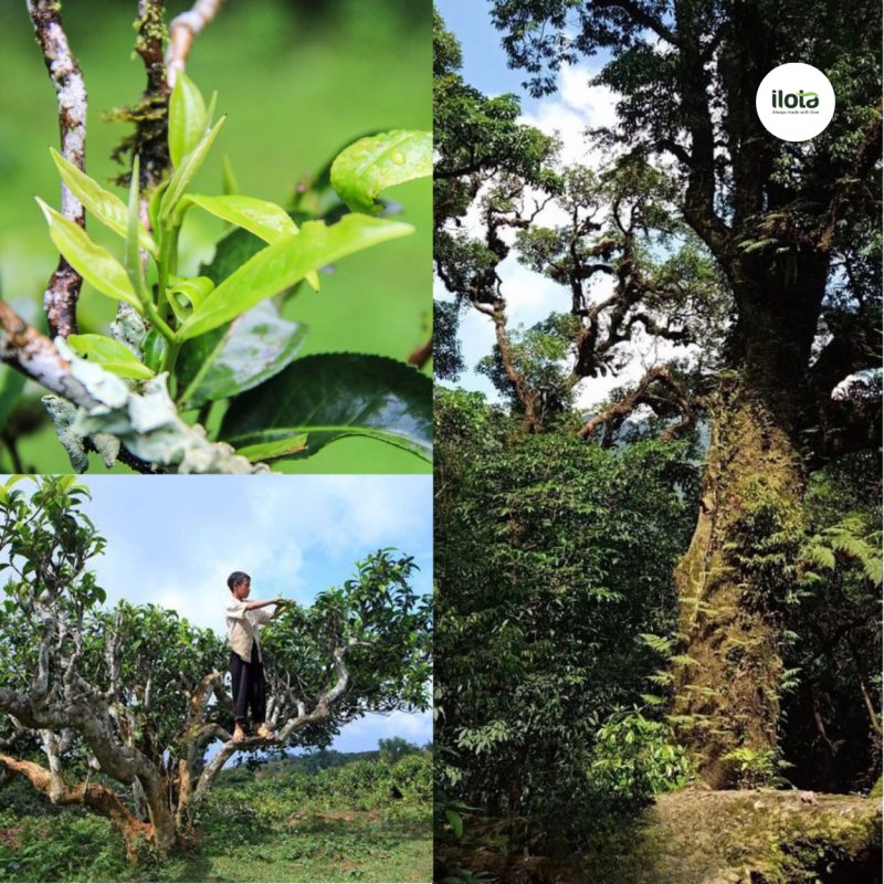 4-dong-tra-shan-tuyet-co-thu-pho-bien-tinh-hoa-tra