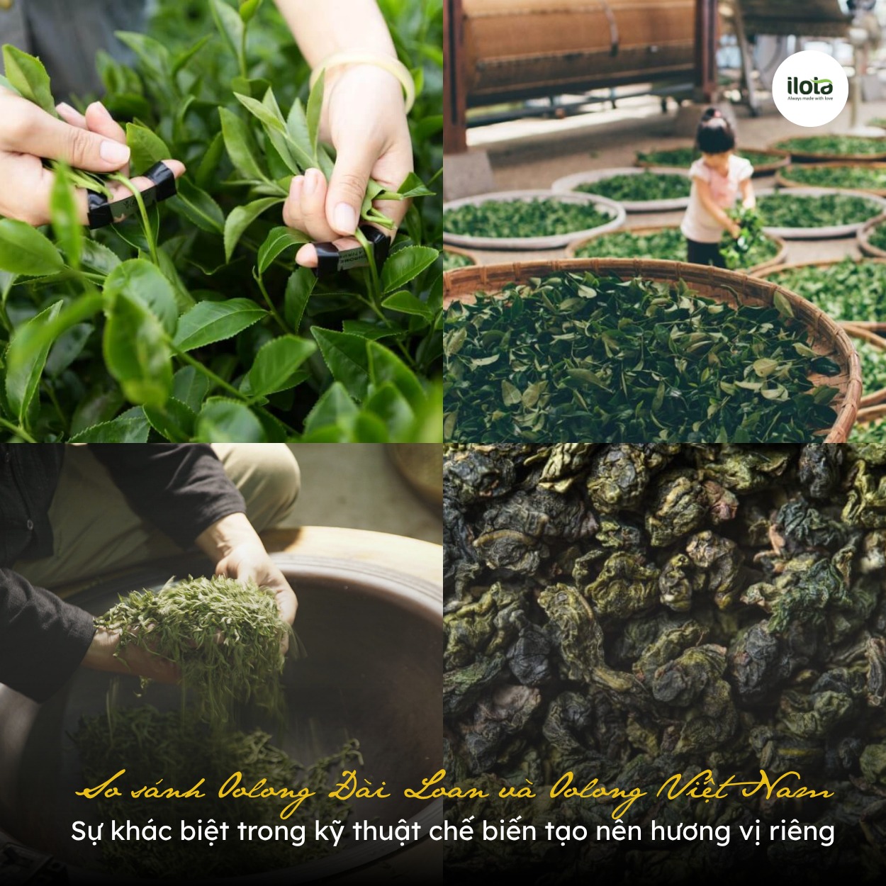 so-sanh-oolong-dai-loan-va-oolong-viet-nam