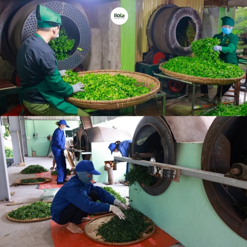 so-sanh-oolong-dai-loan-va-oolong-viet-nam