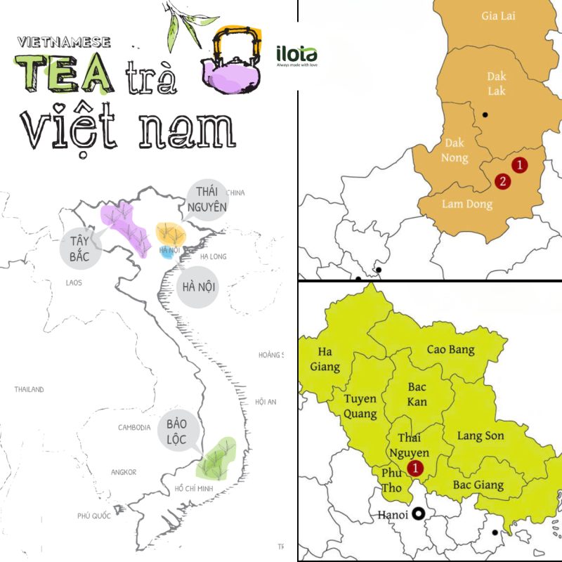 cac-vung-trong-tra-cua-viet-nam-tao-nen-tra-tru-danh