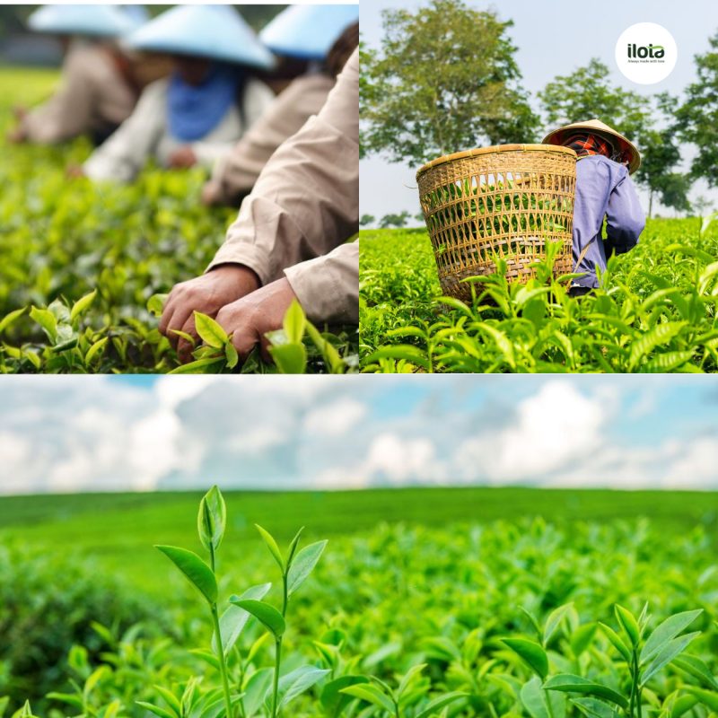 cac-vung-trong-oolong-cua-viet-nam