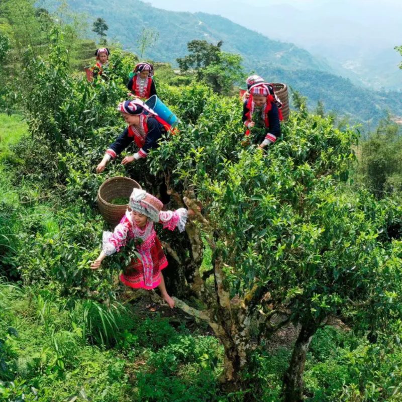 cac-vung-trong-tra-cua-viet-nam-tao-nen-tra-tru-danh