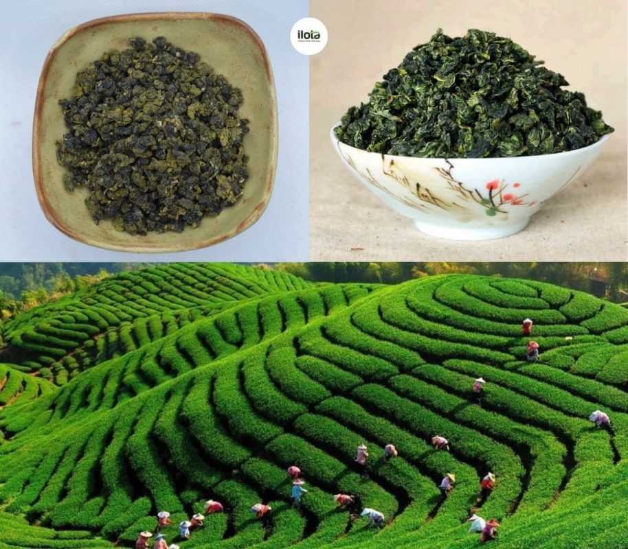 phan-biet-oolong-dong-dinh-va-oolong-a-ly-son