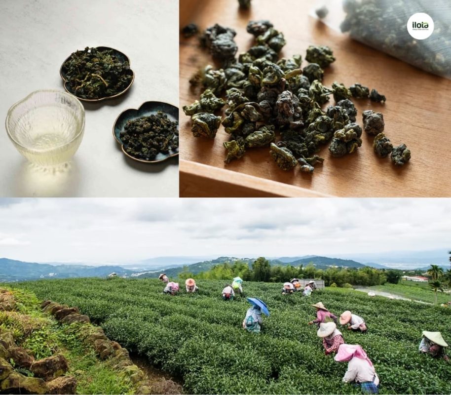 phan-biet-oolong-dong-dinh-va-oolong-a-ly-son