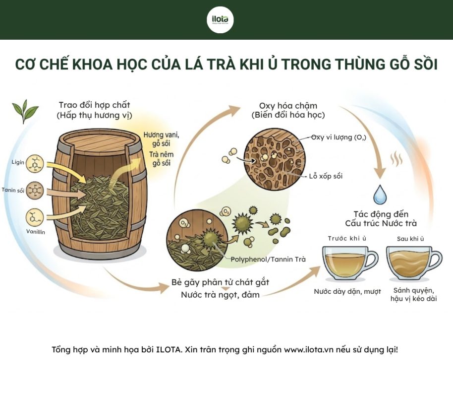 u-tra-trong-thung-go-soi