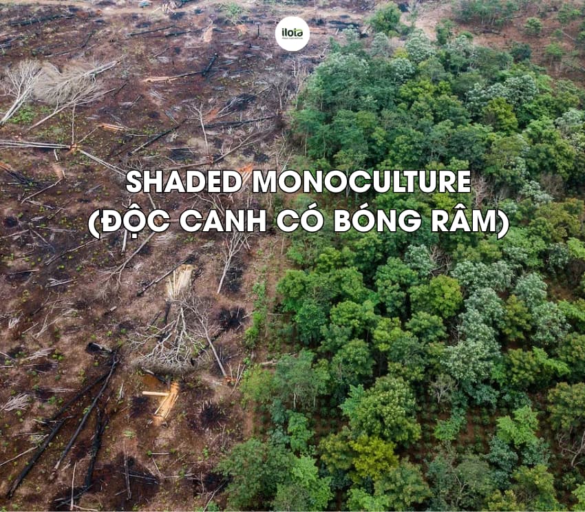 canh-tac-ca-phe-duoi-bong-ram