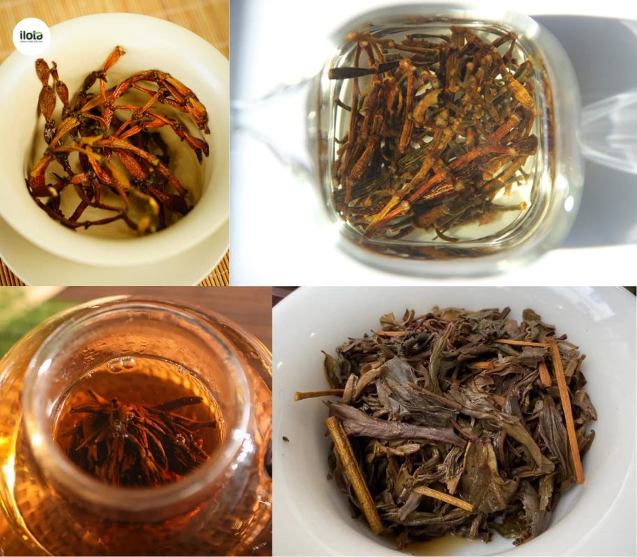 bang-giai-cuoc-thuc-vat-cong-sinh-tren-tra-pho-nhi