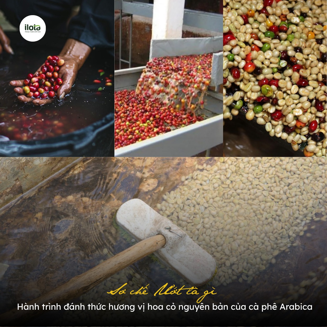 so-che-uot-la-gi-va-huong-vi-hoa-co-ca-phe-arabica