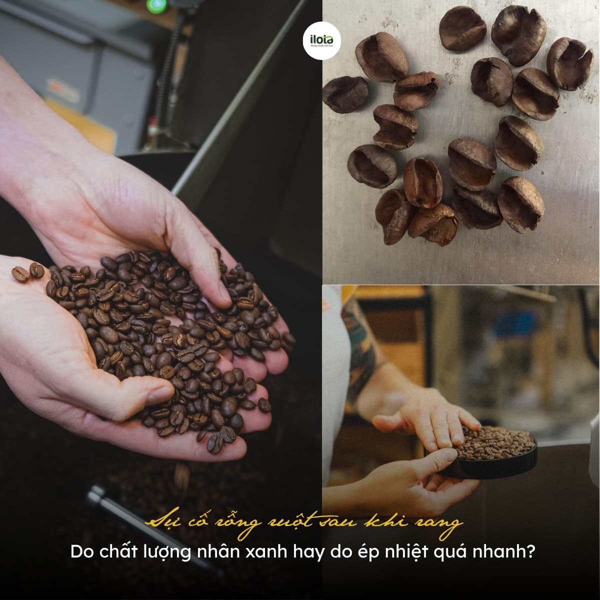Sự cố rỗng ruột sau khi rang: Do chất lượng nhân xanh hay do ép nhiệt ...