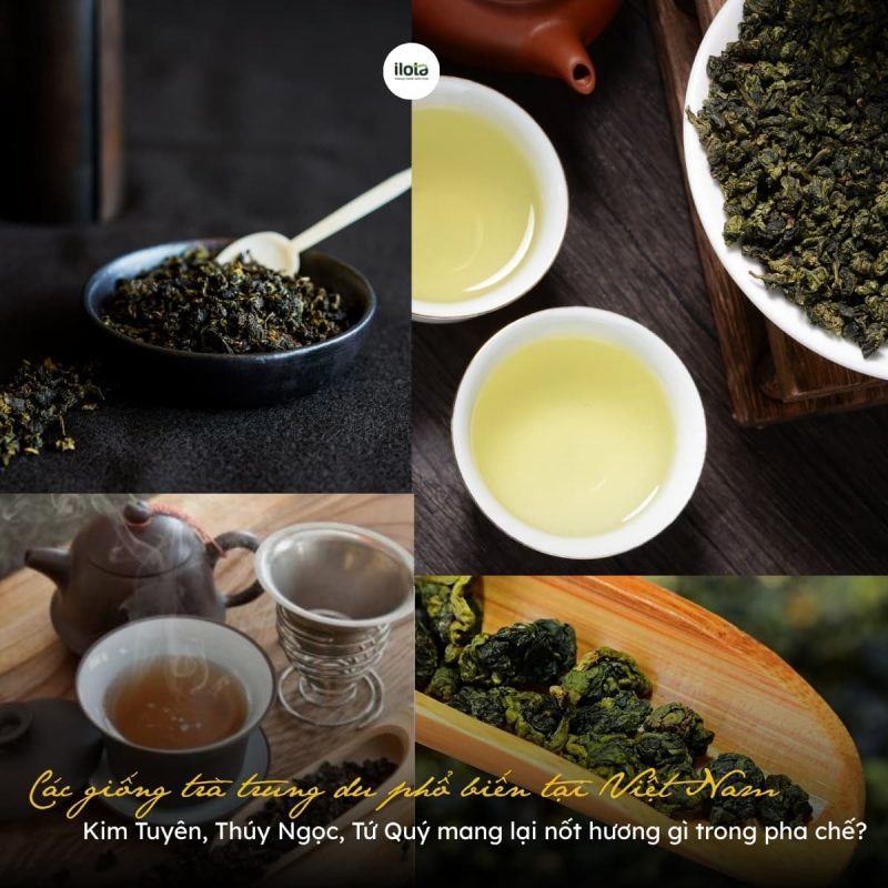 cac-giong-tra-trung-du-pho-bien-tai-viet-nam