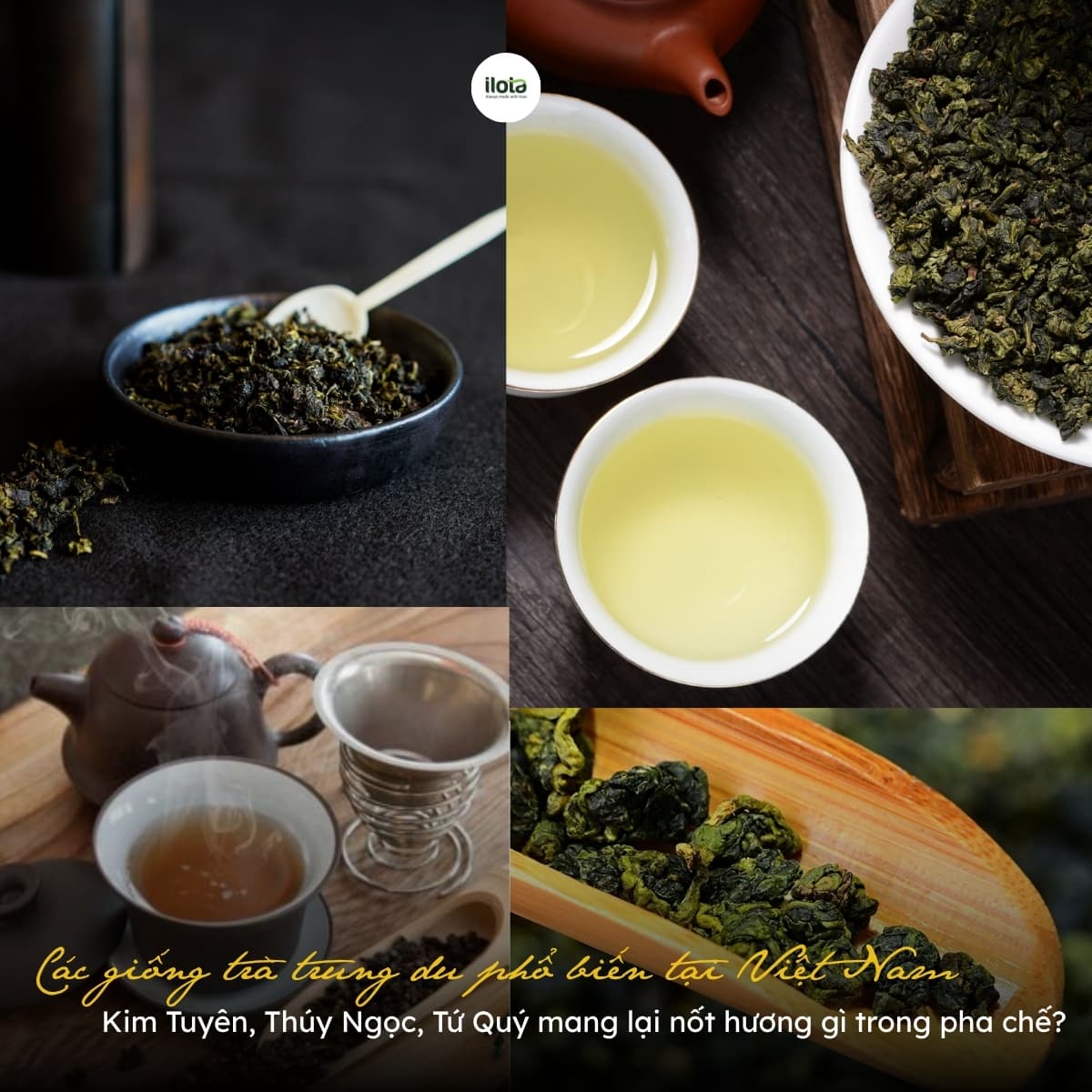 cac-giong-tra-trung-du-pho-bien-tai-viet-nam