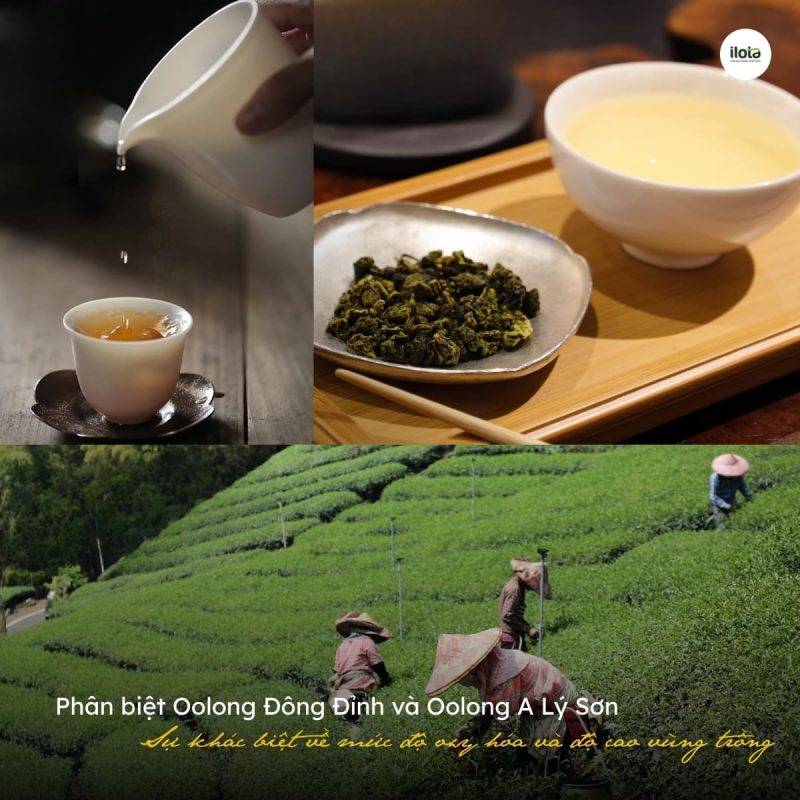 phan-biet-oolong-dong-dinh-va-oolong-a-ly-son
