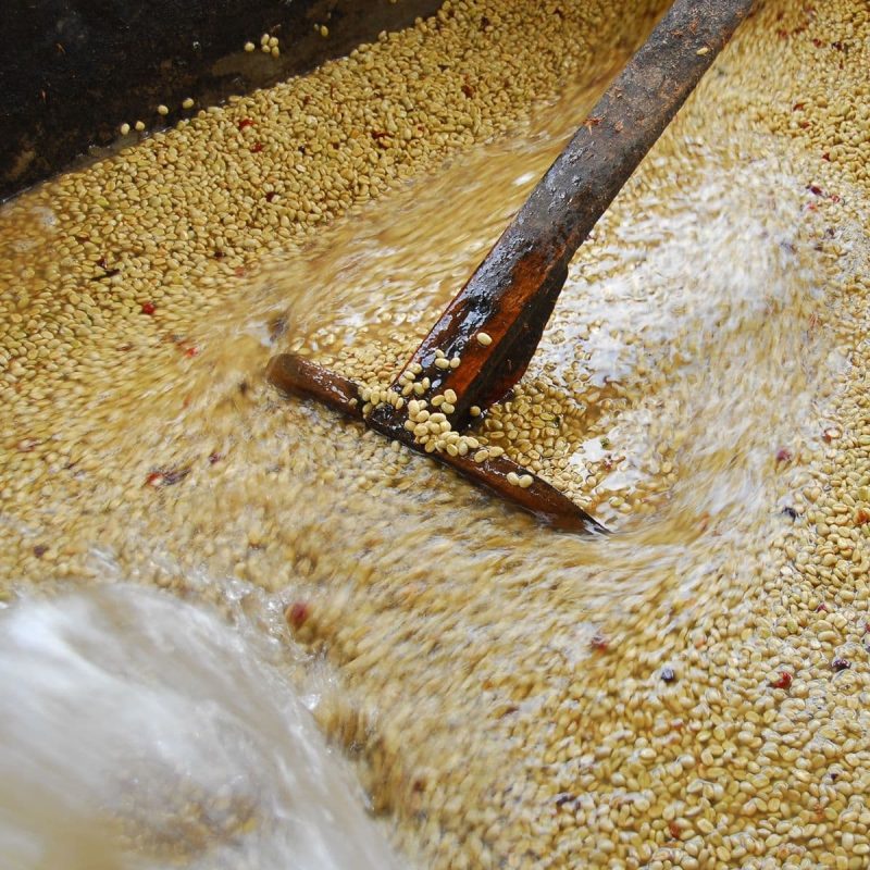 Kenya-washed-la-gi
