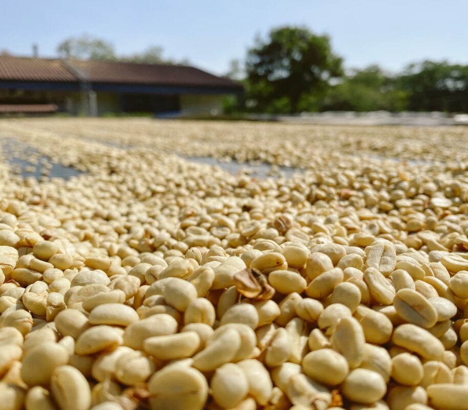 ca-phe-fine-robusta-natural