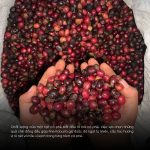 ca-phe-fine-robusta-natural