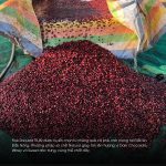 ca-phe-fine-robusta-natural