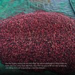 ca-phe-fine-robusta-natural
