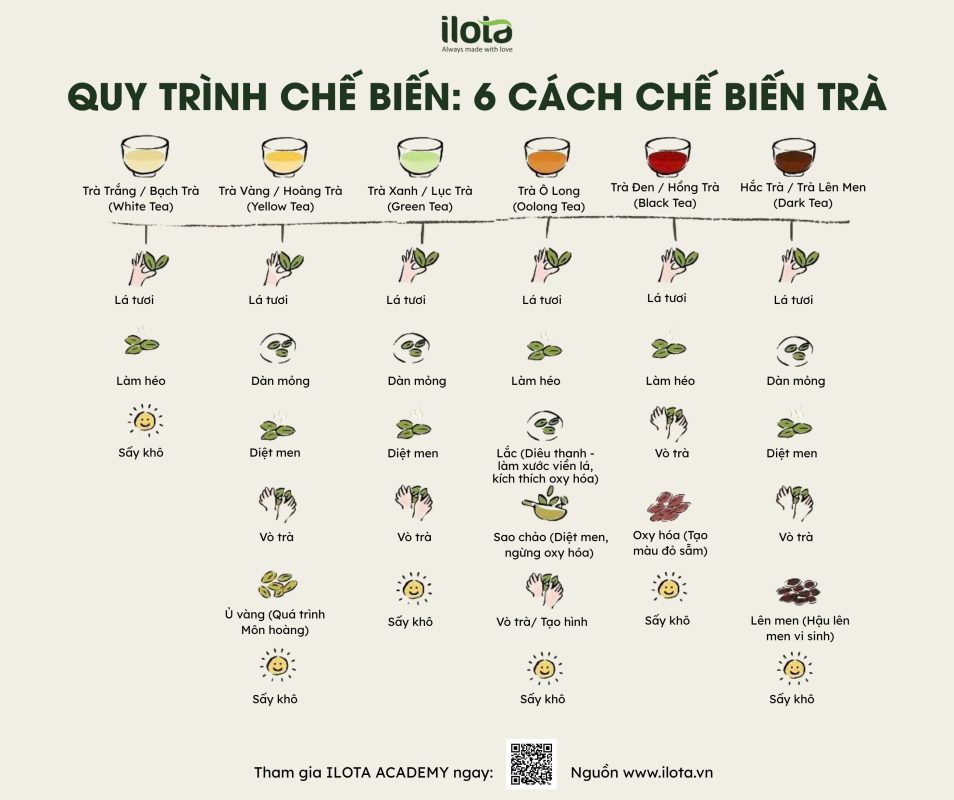 luc-dai-tra-6-he-tra-co-ban-dinh-hinh-the-gioi-tra