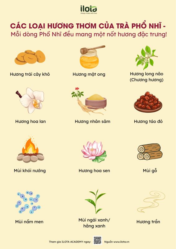 huong-thom-tra-pho-nhi-tu-hoa-lan-den-chuong-huong