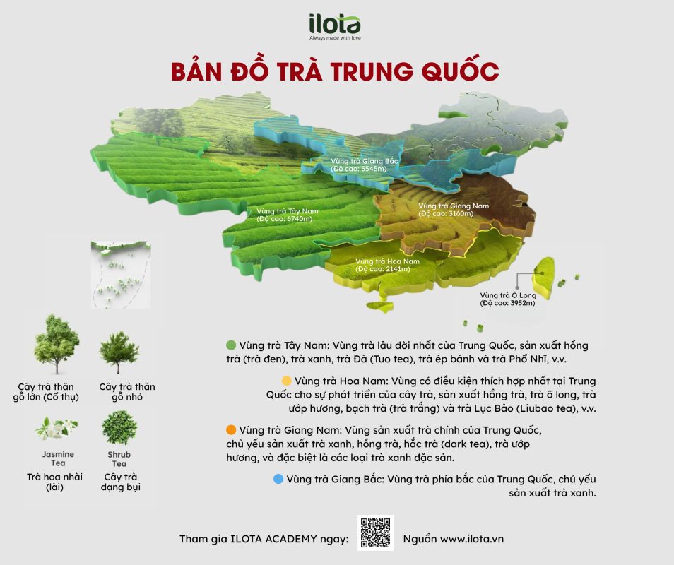 luc-dai-tra-6-he-tra-co-ban-dinh-hinh-the-gioi-tra