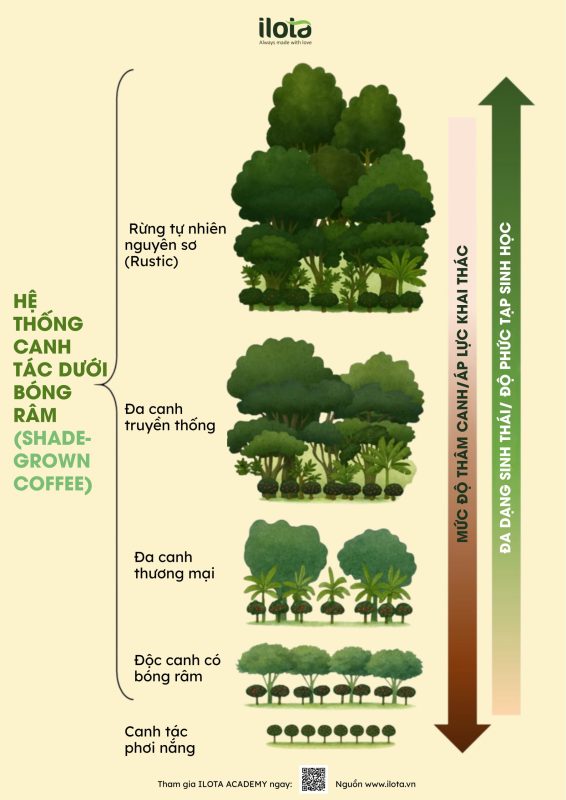 canh-tac-ca-phe-duoi-bong-ram