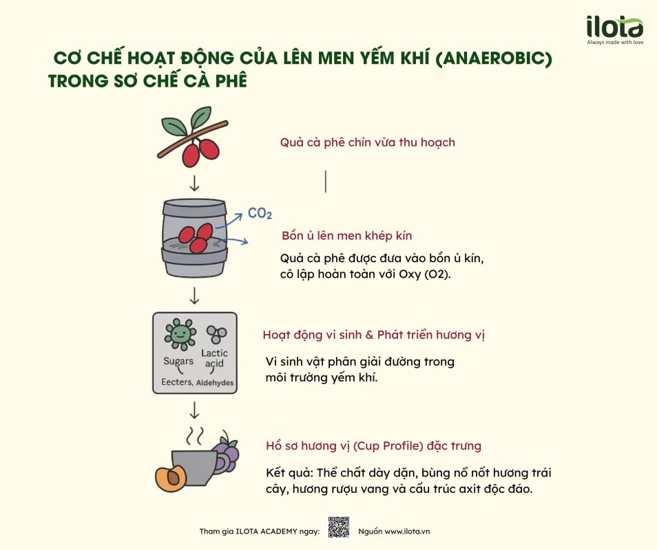 len-men-ca-phe-fermentation-coffee