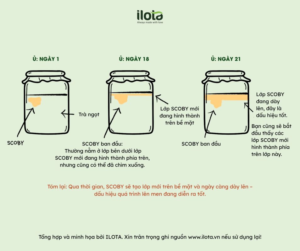nuoi-scoby-lam-kombucha-trai-cay-tra-xanh-hong-tra