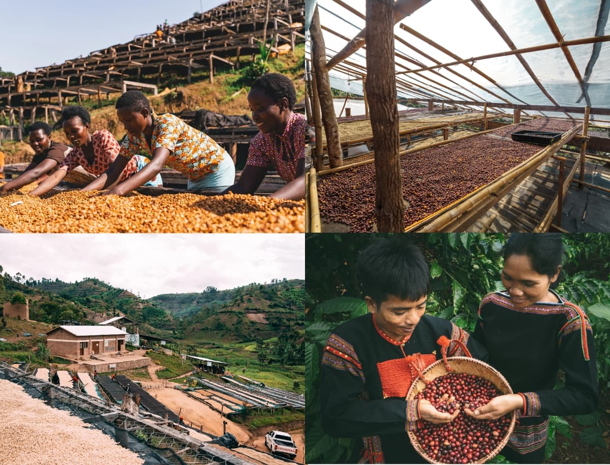 Vùng trồng cà phê ILOTA