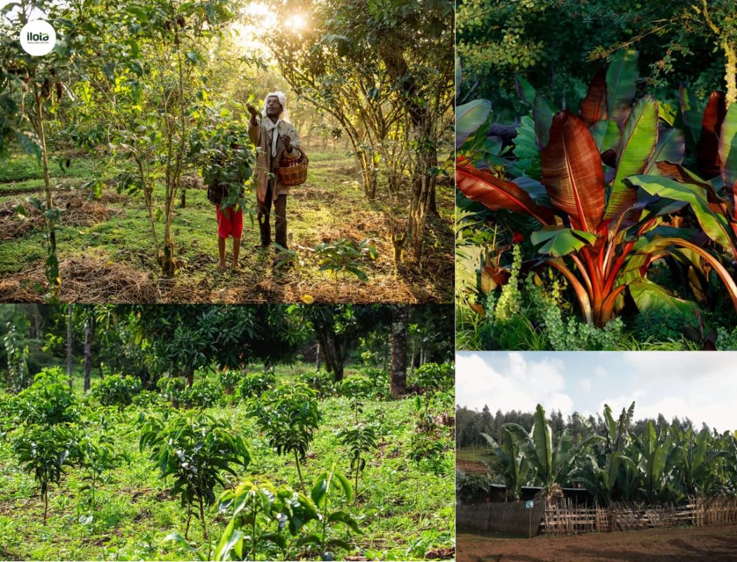 mo-hinh-trong-ca-phe-xen-rung-forest-coffee-ethiopia
