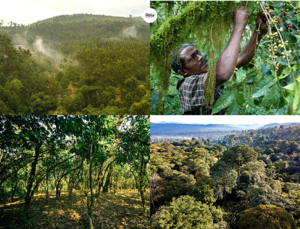 mo-hinh-trong-ca-phe-xen-rung-forest-coffee-ethiopia