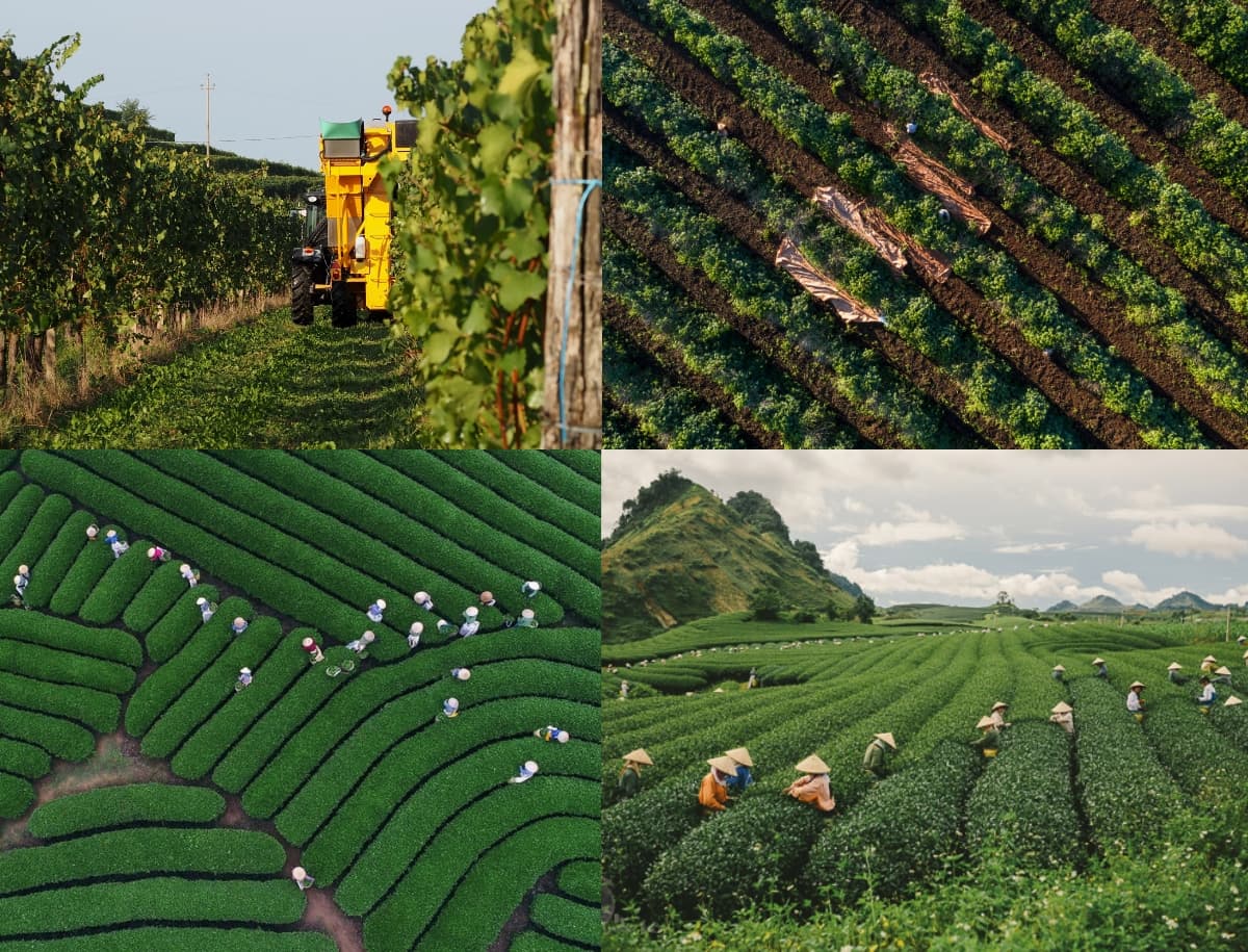 Trang trại và Xưởng rang ILOTA