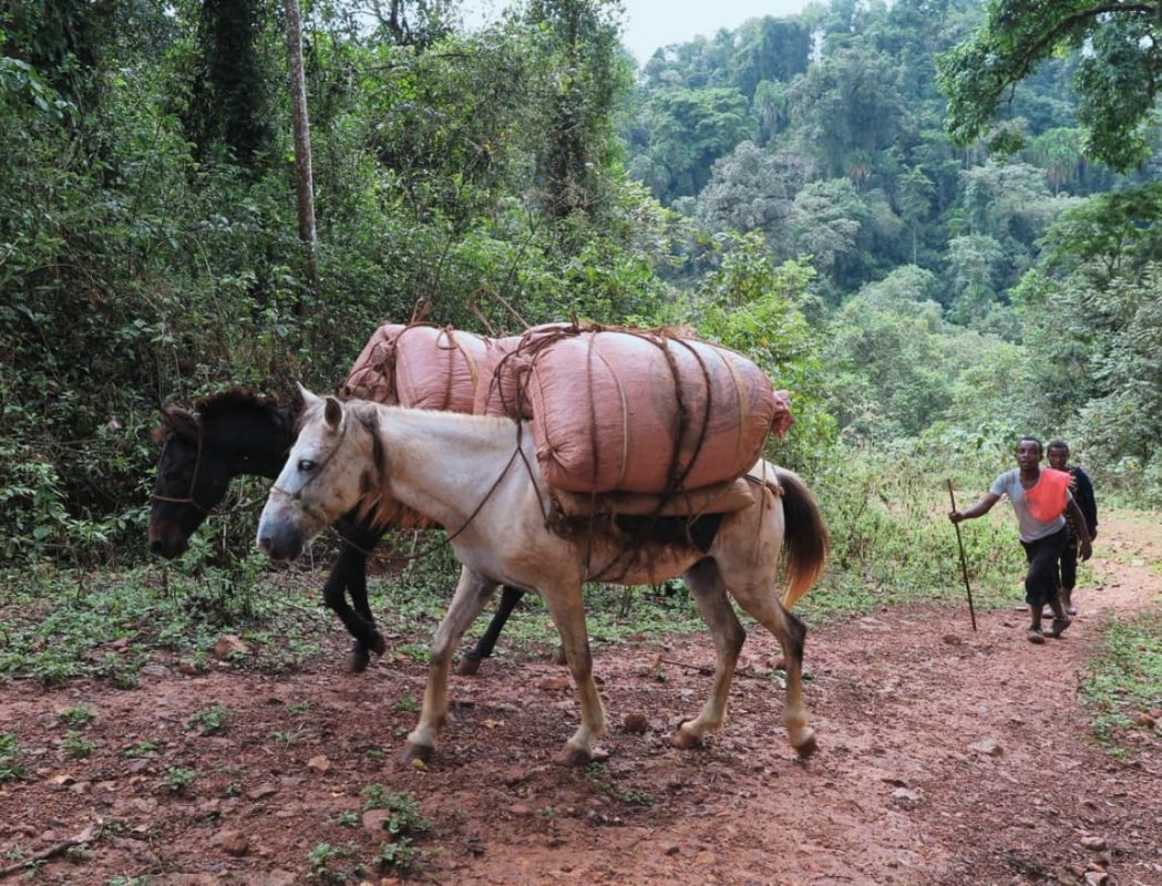 mo-hinh-trong-ca-phe-xen-rung-forest-coffee-ethiopia
