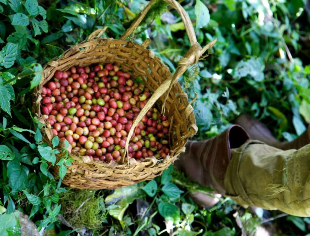 mo-hinh-trong-ca-phe-xen-rung-forest-coffee-ethiopia