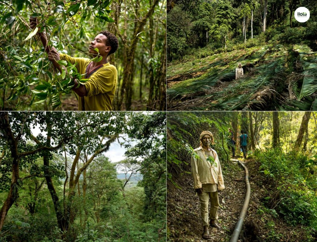 mo-hinh-trong-ca-phe-xen-rung-forest-coffee-ethiopia
